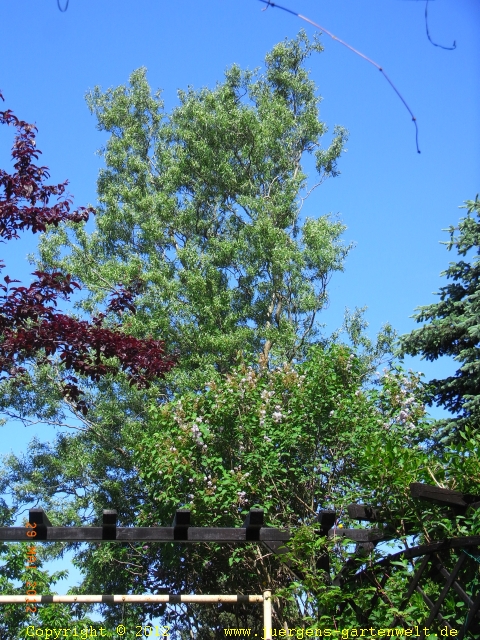 Salix erythroflexuosa