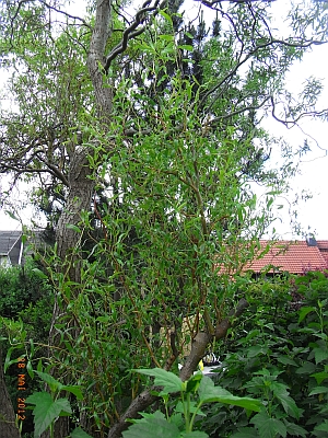 Salix erythroflexuosa 