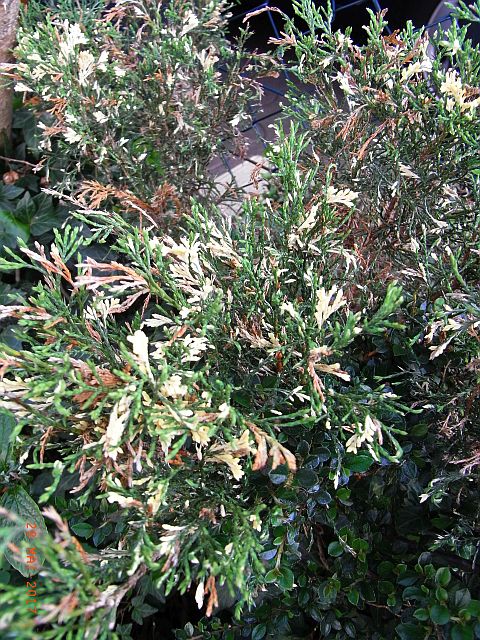 Cupressocyparis leylandii 'Variegata' 