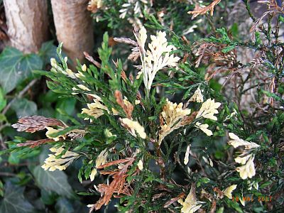 Cupressocyparis leylandii 'Variegata' 