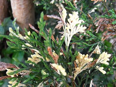 Cupressocyparis leylandii 'Variegata' 