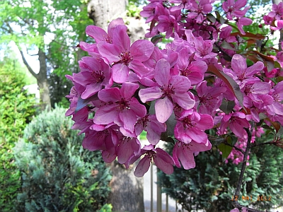 Malus purpurea 'Eleyi' 