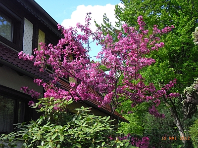 Malus purpurea 'Eleyi' 