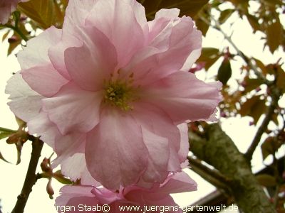 Prunus serrulata 'Kanzan' 