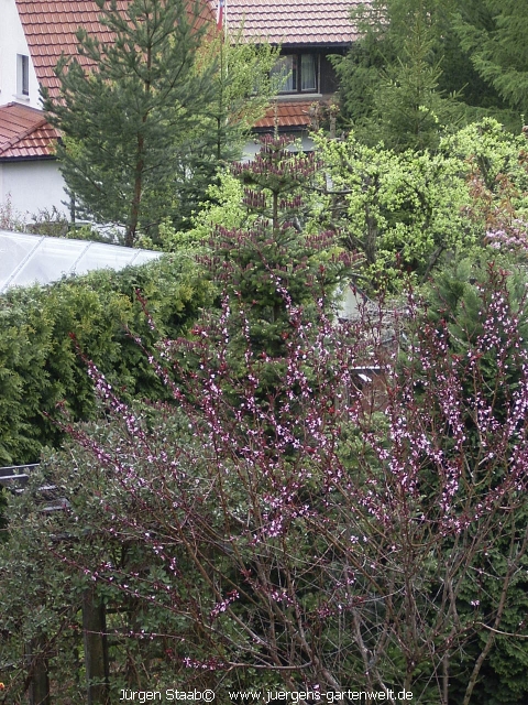 Prunus persica Spring Glory  