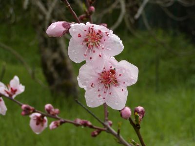 Prunus persica Spring Glory  