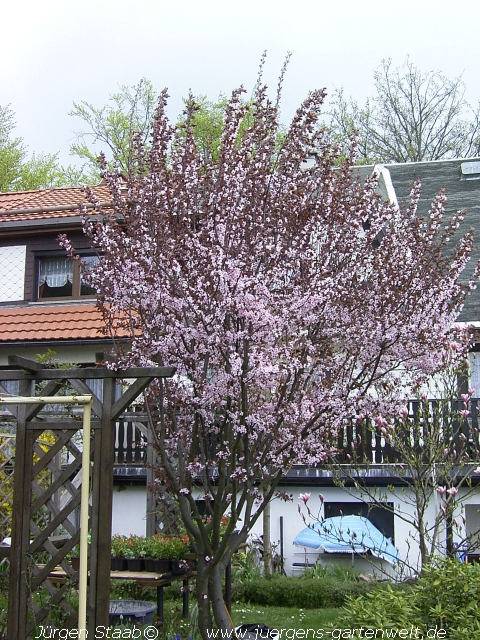 Prunus cerasifera 'Nigra'