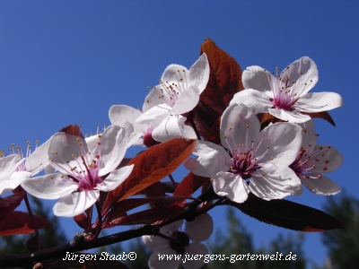 Prunus cerasifera 'Nigra'