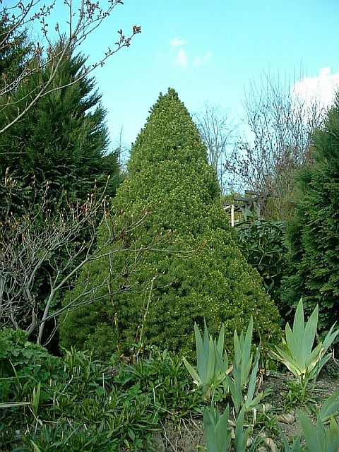 Picea glauca var. albertiana 'Conica'  