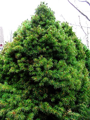 Picea glauca var. albertiana 'Conica'  