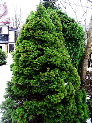 Picea glauca var. albertiana 'Conica'  