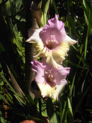 Gladiolus × hortulanus