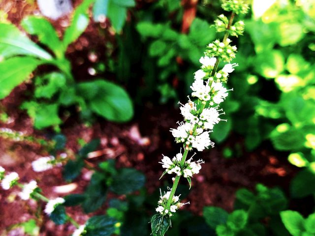 Mentha spicata  var. spicata