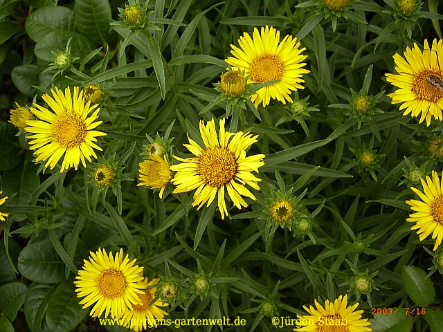 Inula ensifolia 'Compacta'