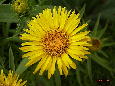 Inula ensifolia 'Compacta'