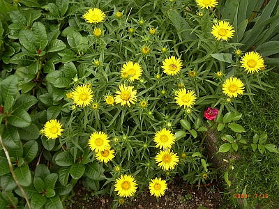 Inula ensifolia 'Compacta'