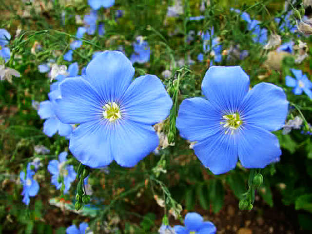 Linum alpinum