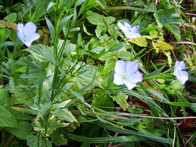 Linum alpinum