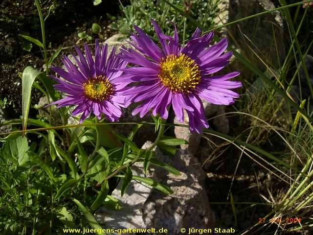 Aster alpinus