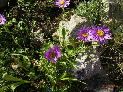 Aster alpinus