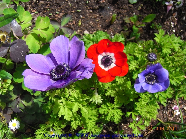 Anemone coronaria