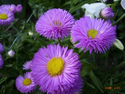 Aster novae-angliae 'Violetta'