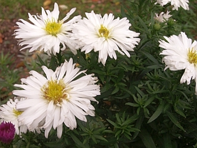 Aster novi-belgii 'Weißes Wunder' 