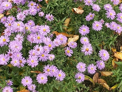 Aster dumosus 'Mittelmeer'