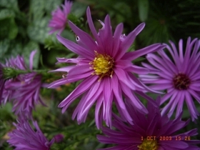 Aster dumosus 'Augenweide'