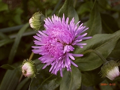 Aster novae-angliae 'Rubinschatz'