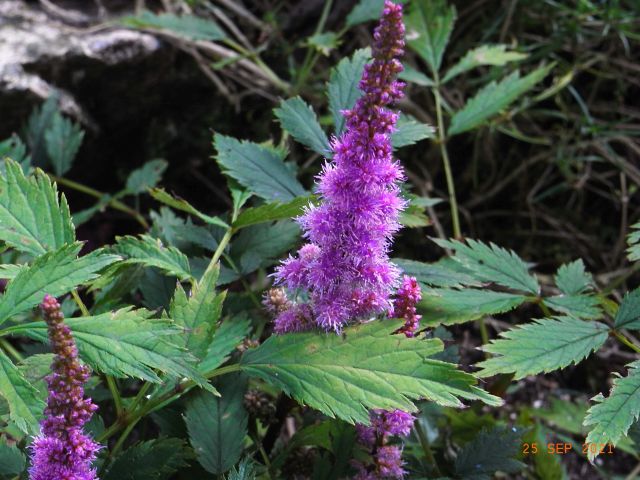 Astilbe chinensis var. pumila