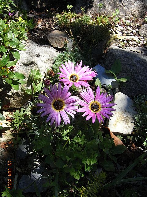 Arctotis acaulis 'Big Magenta' 