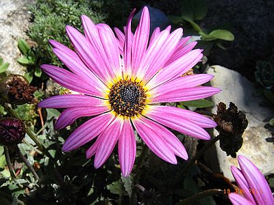 Arctotis acaulis 'Big Magenta' 