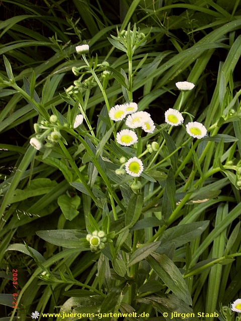 Tanacetum balsamita