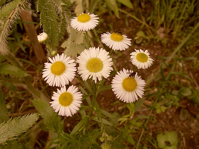 Tanacetum balsamita