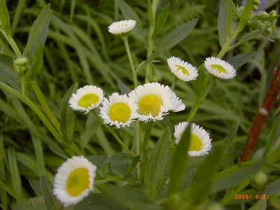 Tanacetum balsamita