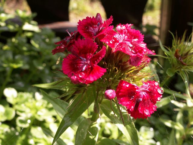 Aster alpinus