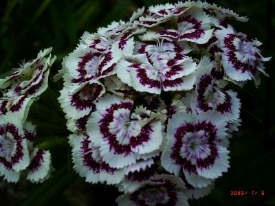 Aster alpinus