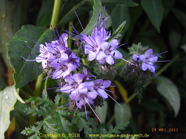 Phacelia tanacetifolia