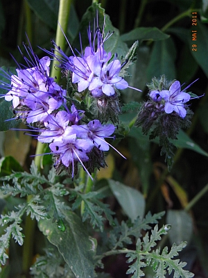 Phacelia tanacetifolia