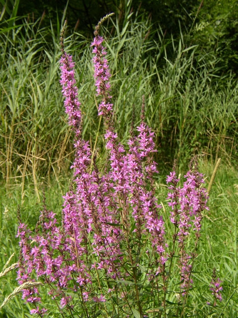 Lythrum salicaria