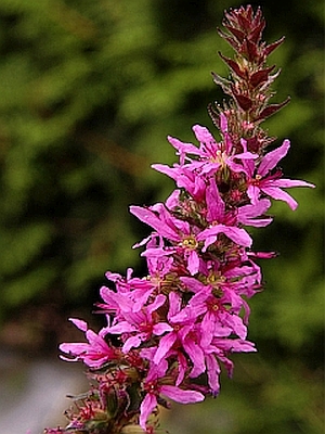 Lythrum salicaria