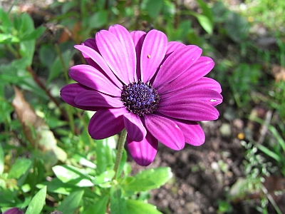 Osteospermum ecklonis, Syn. Dimorphotheca ecklonis