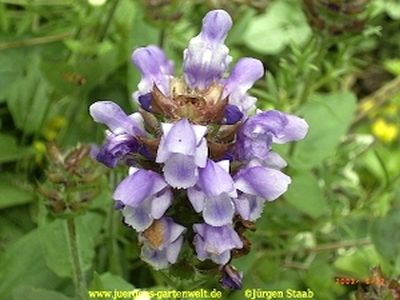 Prunella grandiflora 'Loveliness'