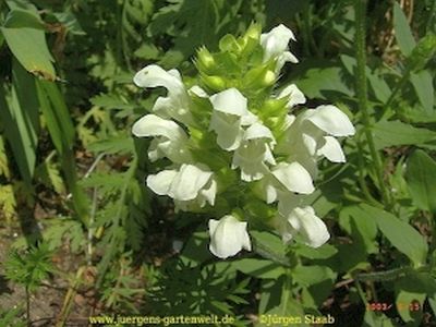 Prunella grandiflora 'Alba'