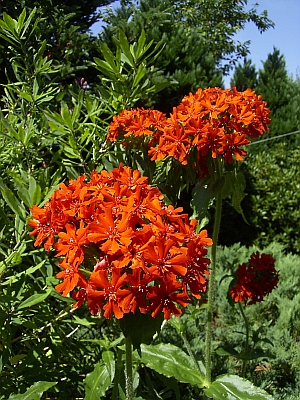 Lychnis chalcedonica 