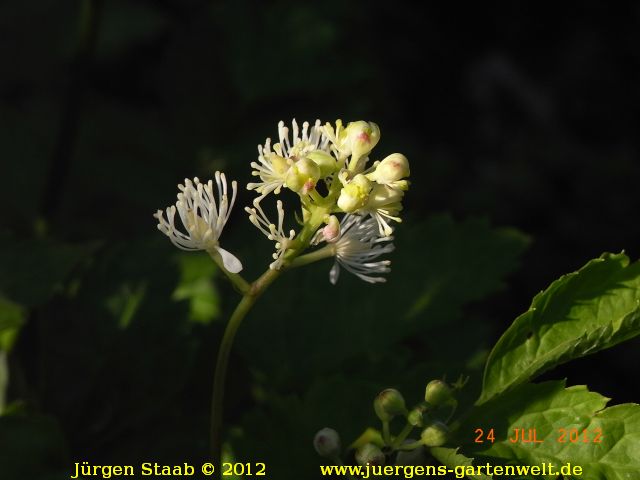 Actaea spicata