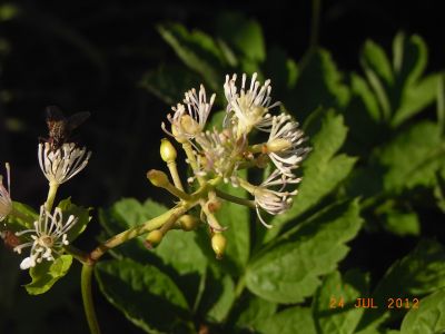 Actaea spicata