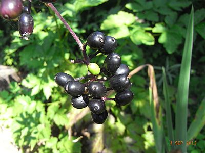 Actaea spicata