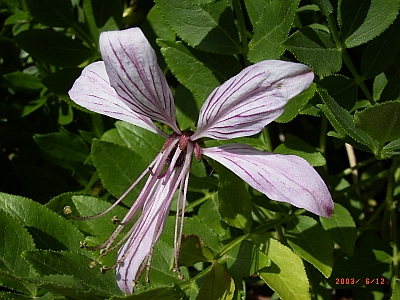Dictamnus albus var. purpureus